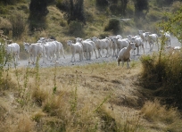 Sheep on Greenstone Station Road