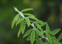 Green Plant near Elfin Bay