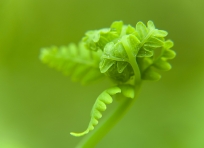 Fern at Routeburn Flats