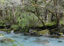 Old Growth Beech Forest