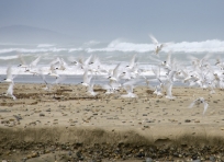 Birds at Blue Cliffs Beach