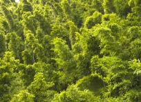 Bamboo Forest