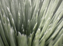 Silversword