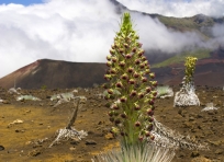 Flowering Silversword