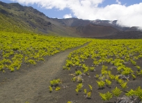 Keonehe'ehe'e Trail