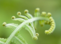 Fern