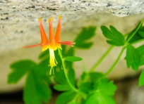 Columbine growing under a boulder