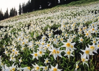Glacier Lilies