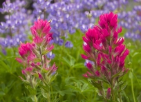 Paintbrush with Lupines