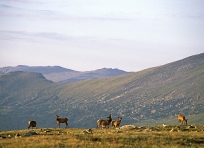 Mule Deer at Rock Cut