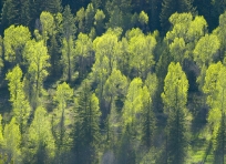 Backlit Spruce and Cottonwoods