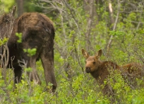 Moose and Calf