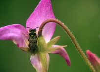 Insect on Wildflower