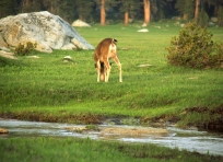 Deer at Hockett Meadows