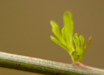 Willow Buds
