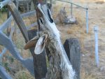 Coyote Skinning
