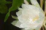 Epiphyllum Bloom