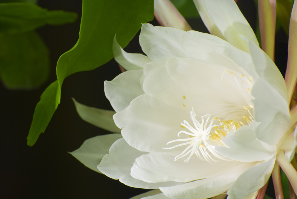 Epiphyllum Bloom