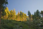 San Gorgonio Hike