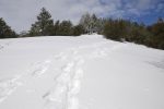 Angelus Oaks Snowshoe