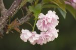 Buds and Blooms