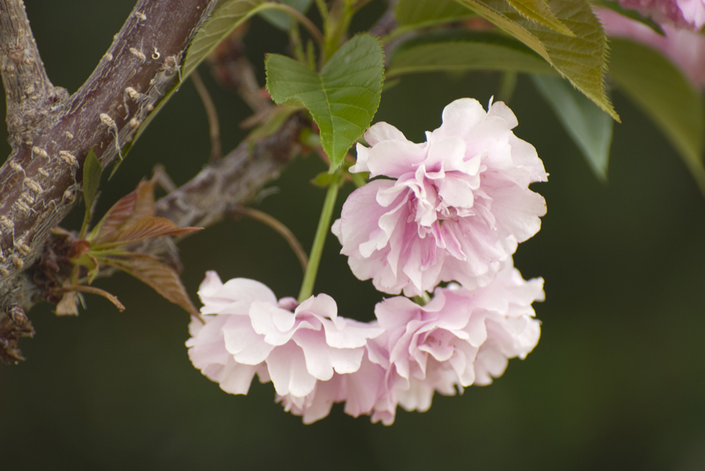 Buds and Blooms