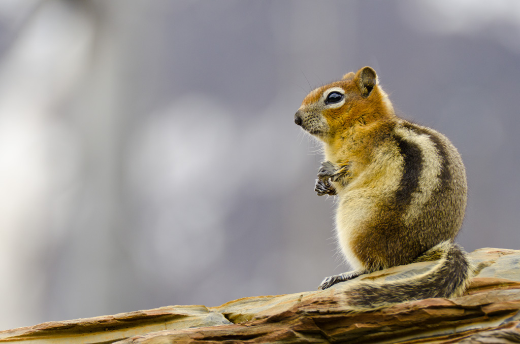 Kootenay National Park