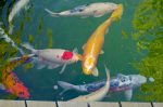 Inland Koi Society at the Nyiradys