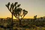 Joshua Tree