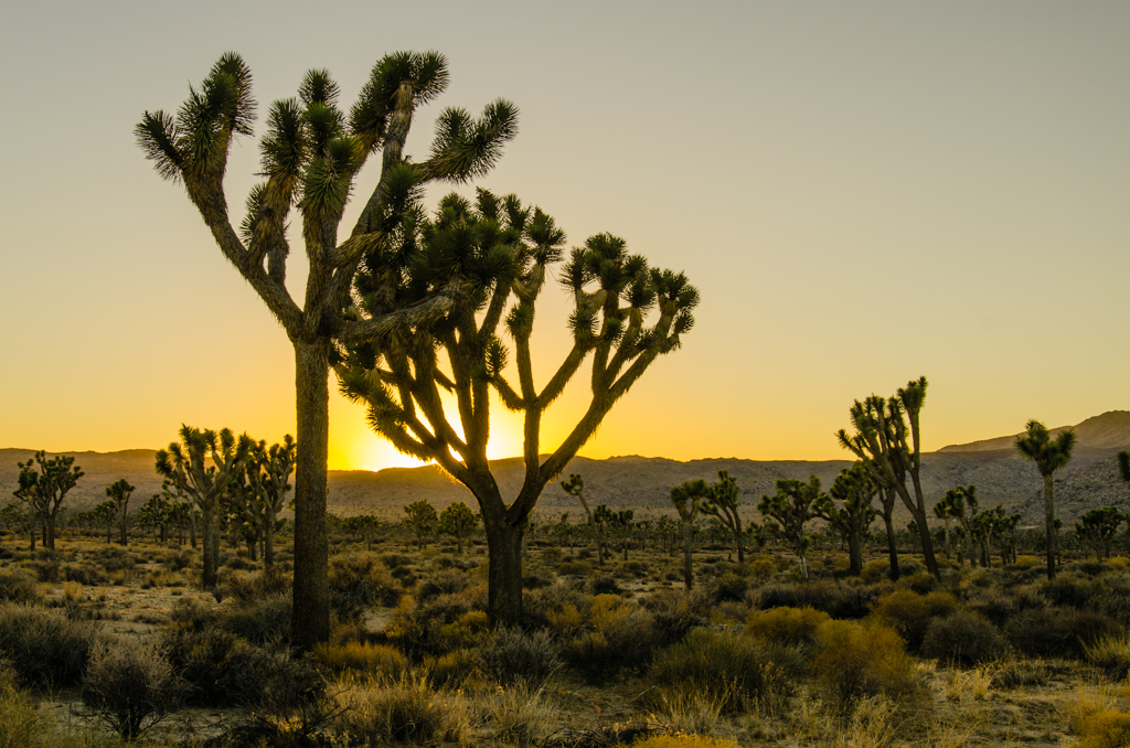 Joshua Tree