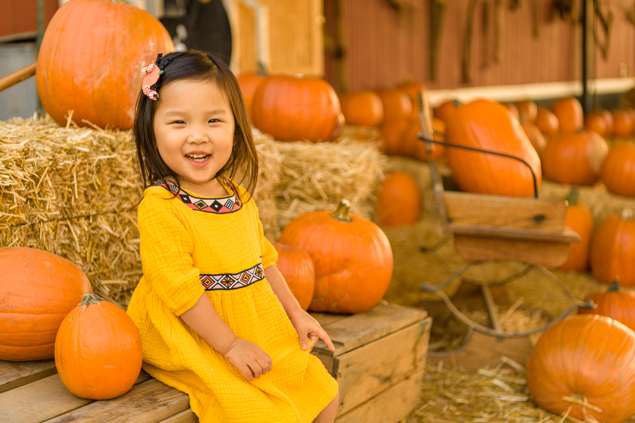 Bringing Daphney to the Pumpkin Patch