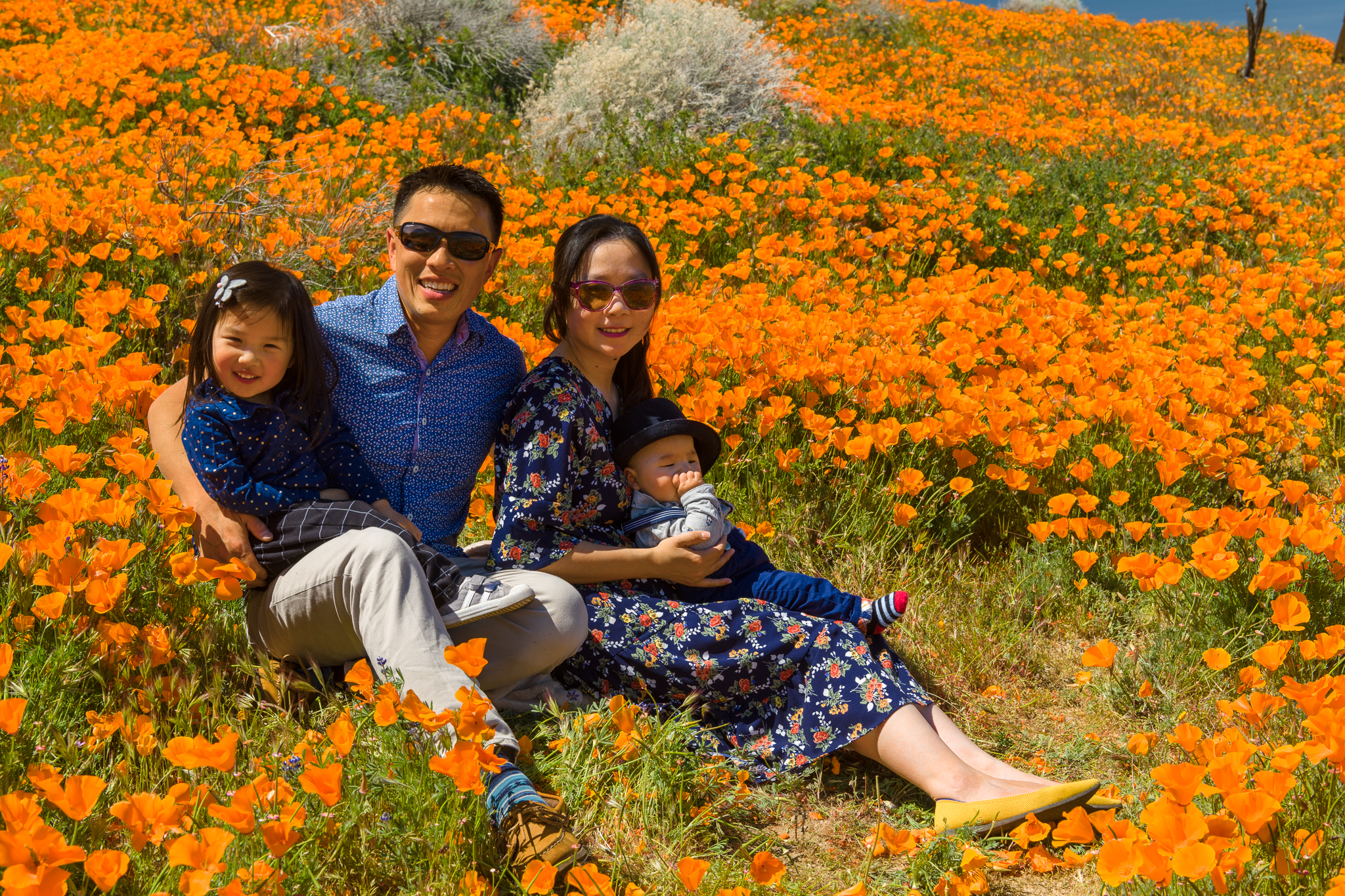 Superbloom Poppy Fields