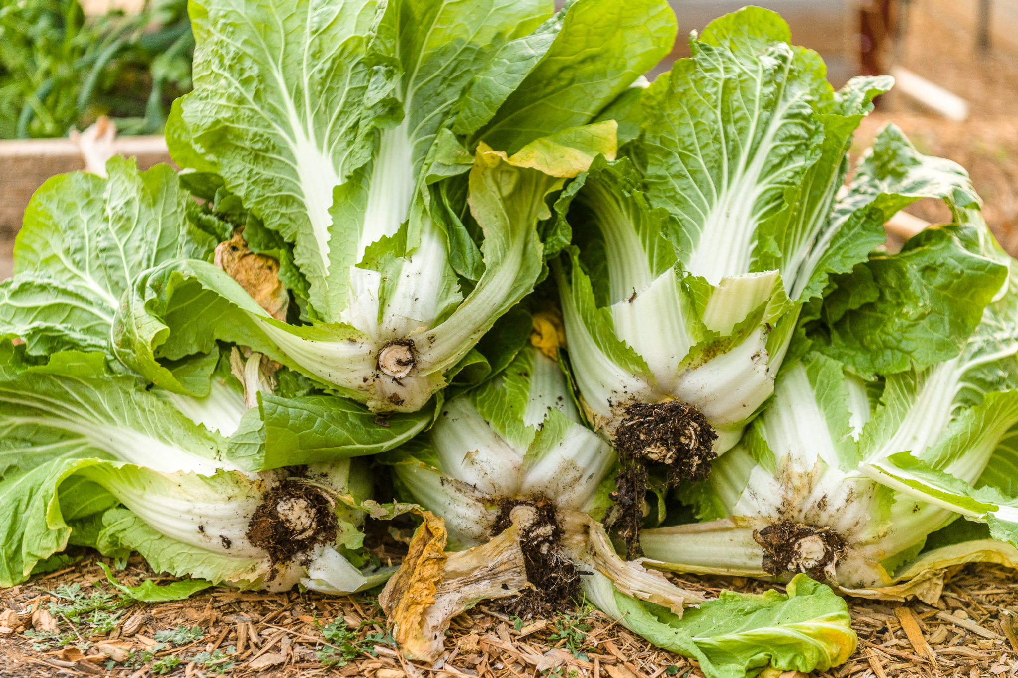 Growing Napa Cabbage for Kimchi
