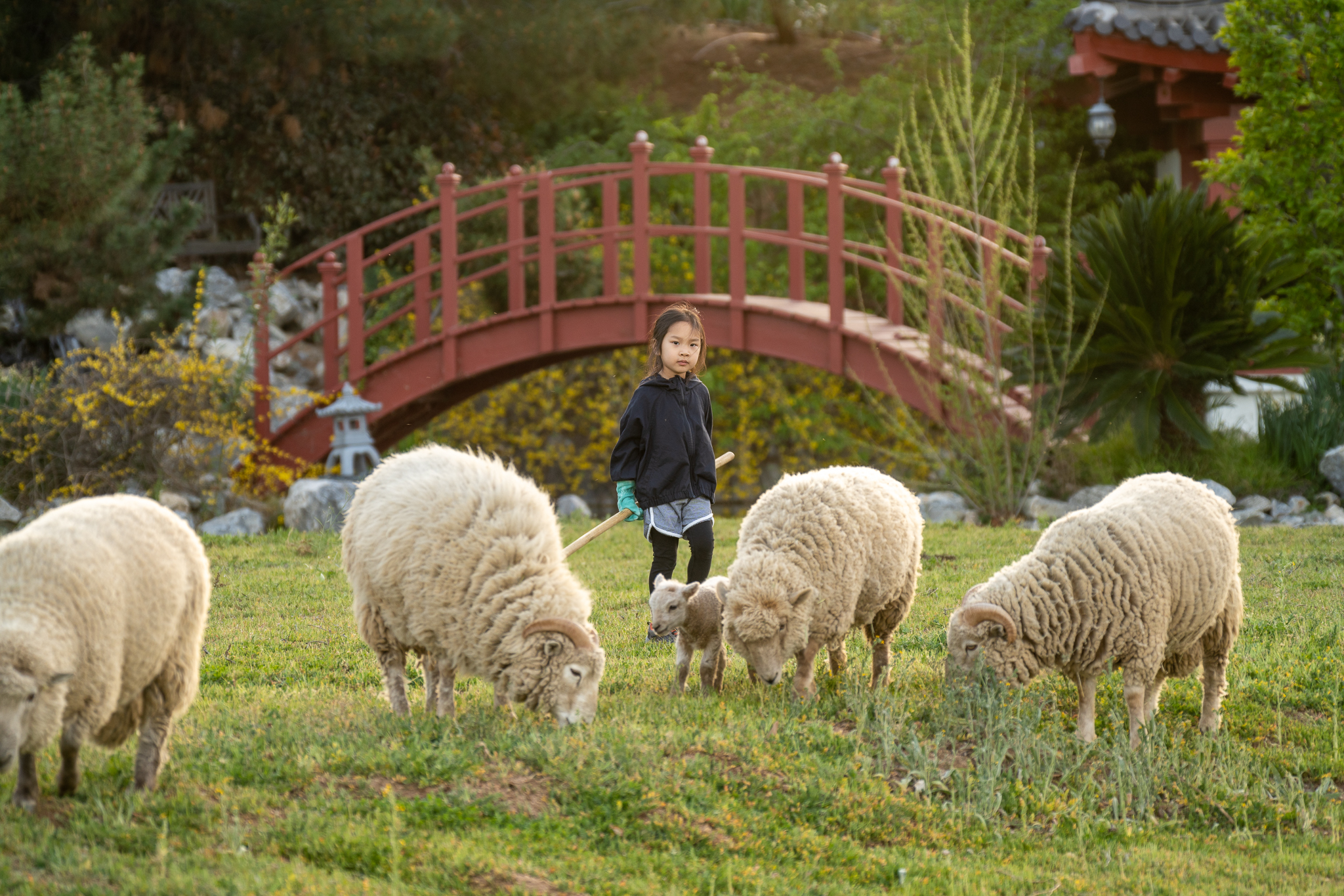 Shepherdess, Sheep, and Lamb