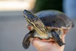 Adding Turtles to the Pond
