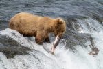 Hiking in Katmai
