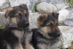 Puppies