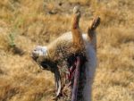 Rabbit Hunt